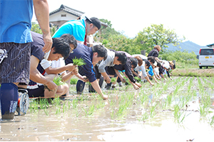 田植え